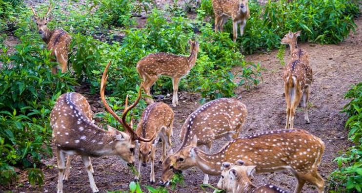 sajjangarh biological park